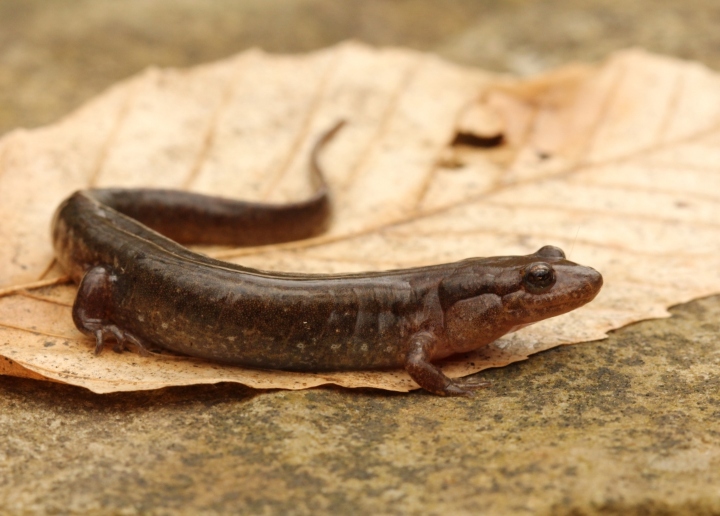 Dusky Salamander